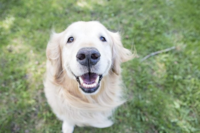 Deciphering Dog Facial Expressions