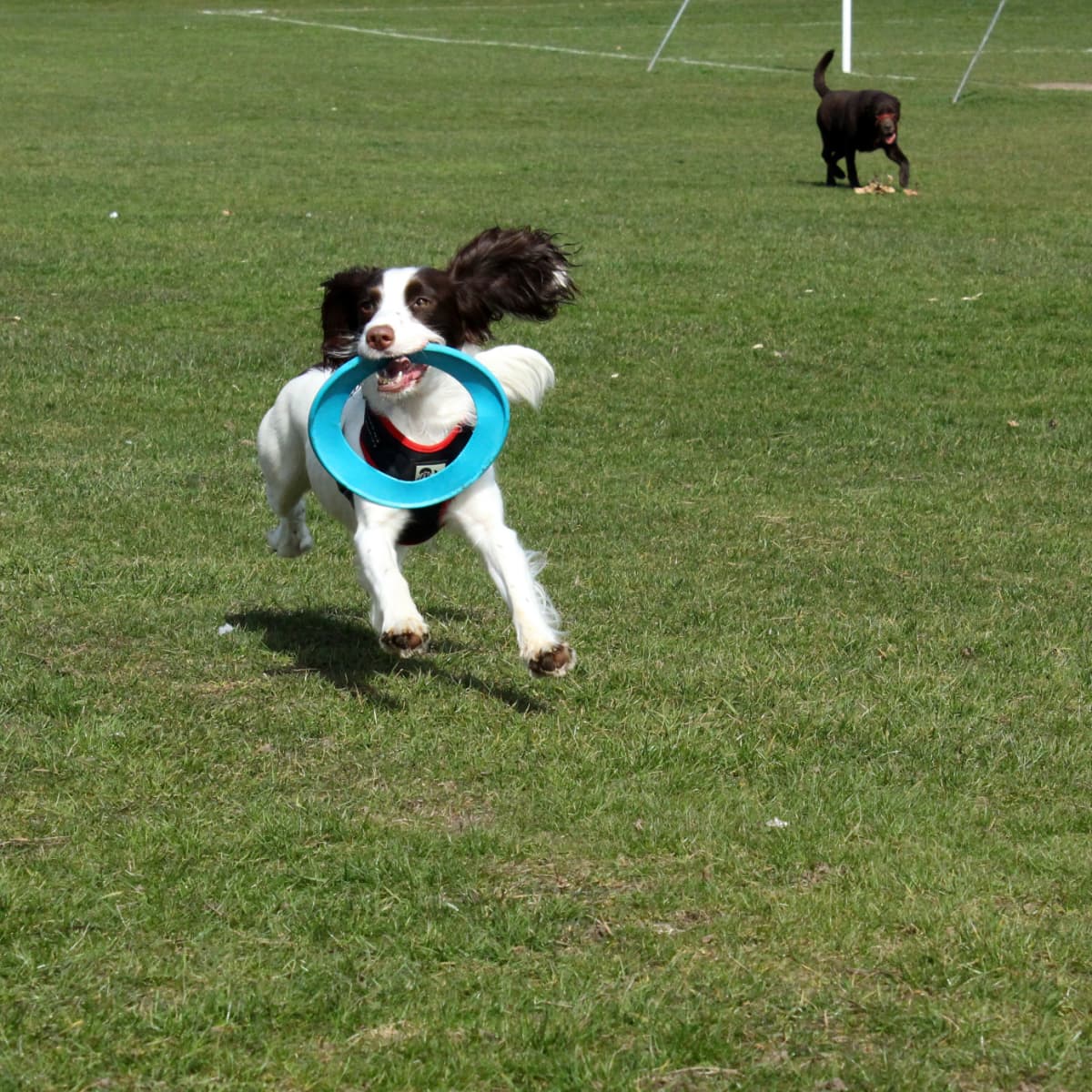 Active dogs enjoying fetch playtime in an open field, displaying their agility and enthusiasm.