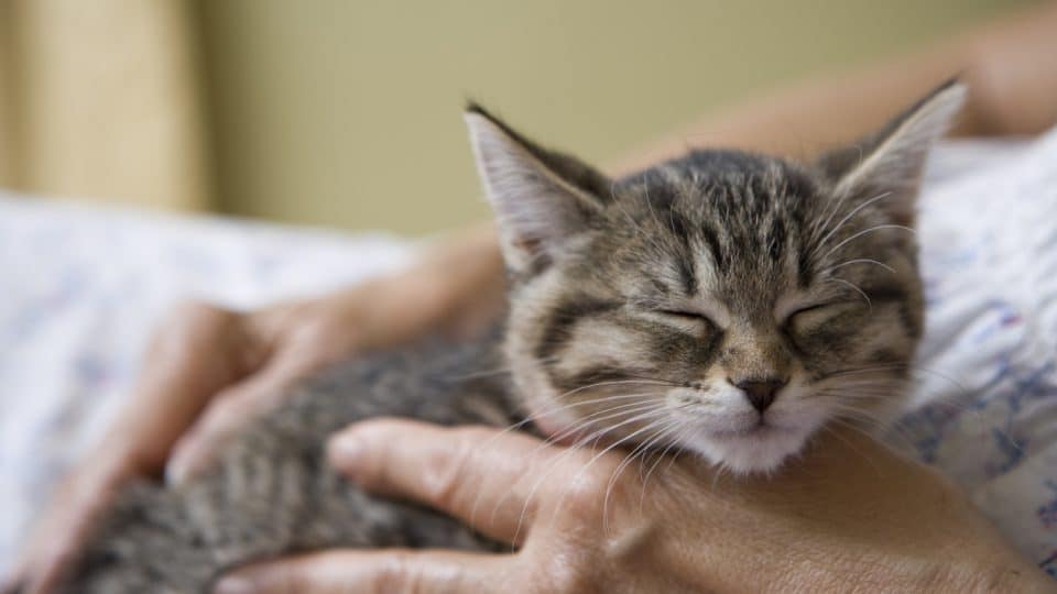 Cat Purring: Soothing Sound of Contentment