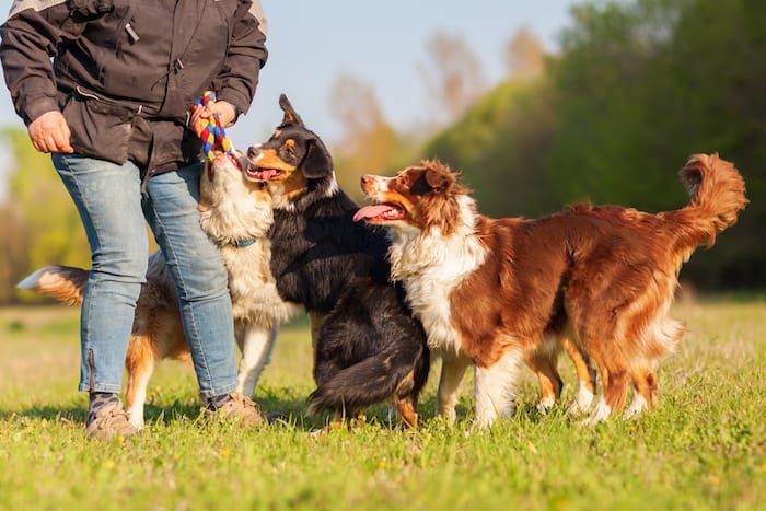 nergetic dogs enjoying a spirited game of tug-of-war with rope toys, showcasing their strength and enthusiasm.