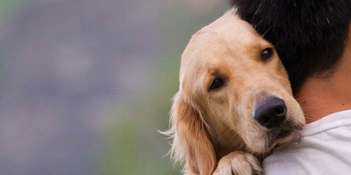 Intuitive Understanding in the Human-Dog Bond