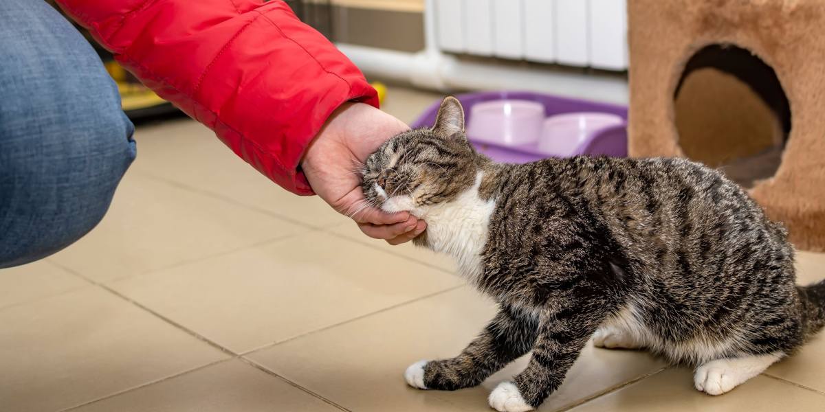 Cat Head-Butting: Affectionate Gestures