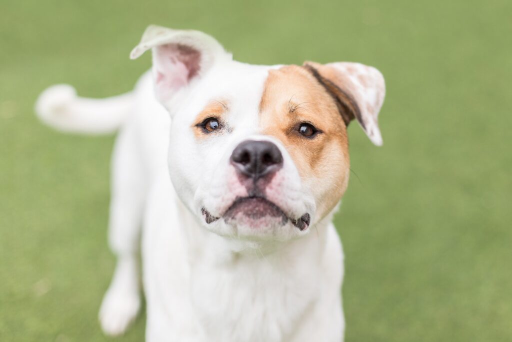 Canine-Human Connection through Eye Contact