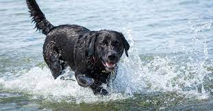 Dogs joyfully playing in water, splashing and chasing water jets with excitement, embodying the pure joy of aquatic play