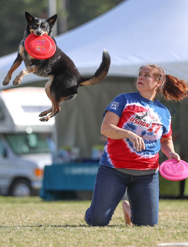 Dogs showcasing incredible agility and focus, performing gravity-defying catches and aerial leaps during frisbee play.