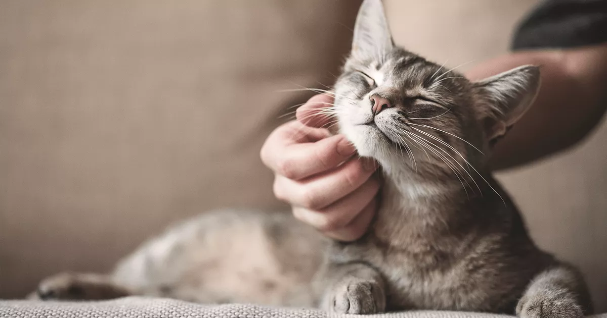 Cat Slow Blinking: Bonds of Love and Trust