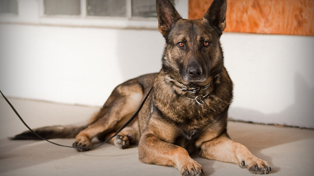 Canine Emotional Companionship Unveiled