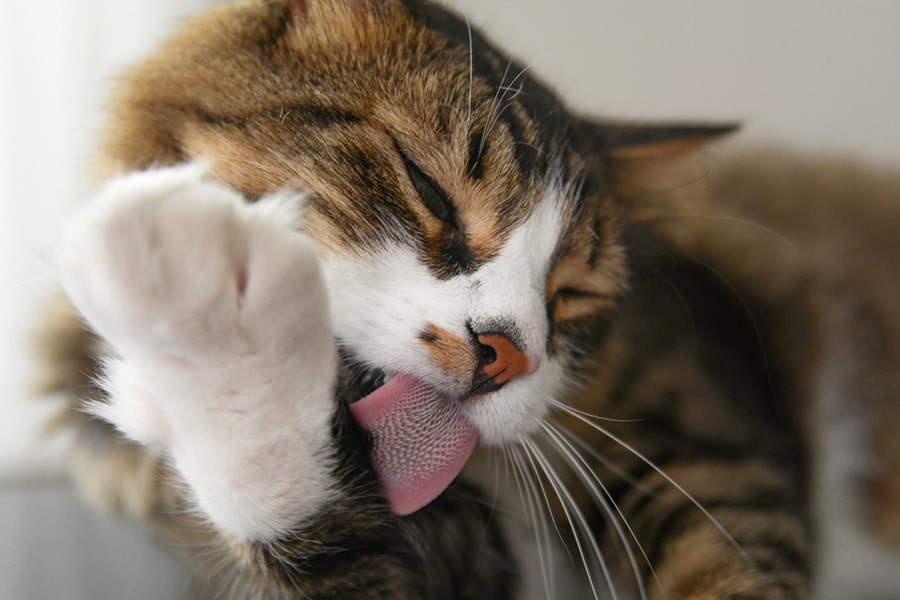 Cat Paw Cleaning: Meticulous and Graceful Grooming