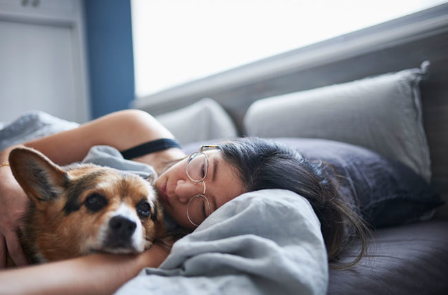 Canine Comfort: The Healing Presence of Dogs