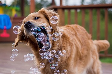 Canine joy: chasing and popping bubbles, playful excitement.