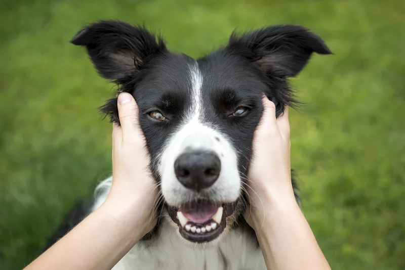 Canine Companions for Health: Lowering Blood Pressure