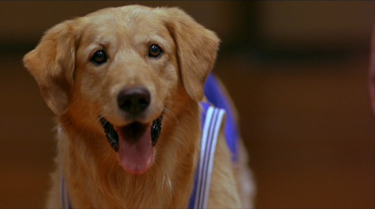 Grooming Delight in "Air Bud" (1997)