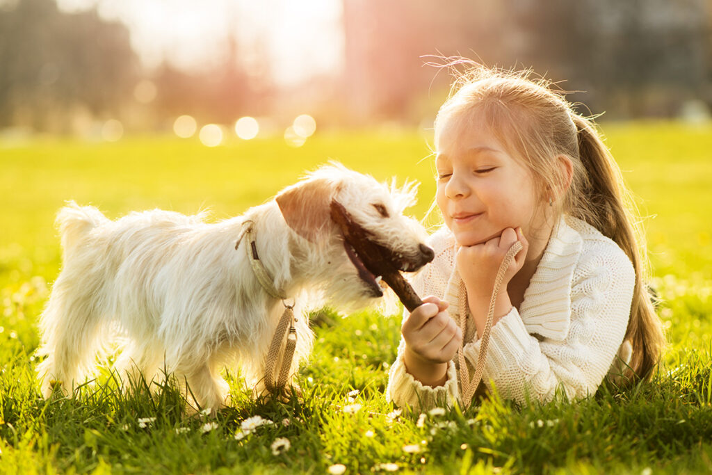 The Joyful Harmony of Canine Play