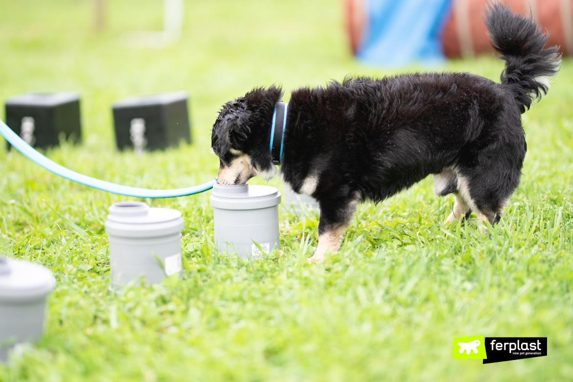 Dogs displaying adept scent detection skills.