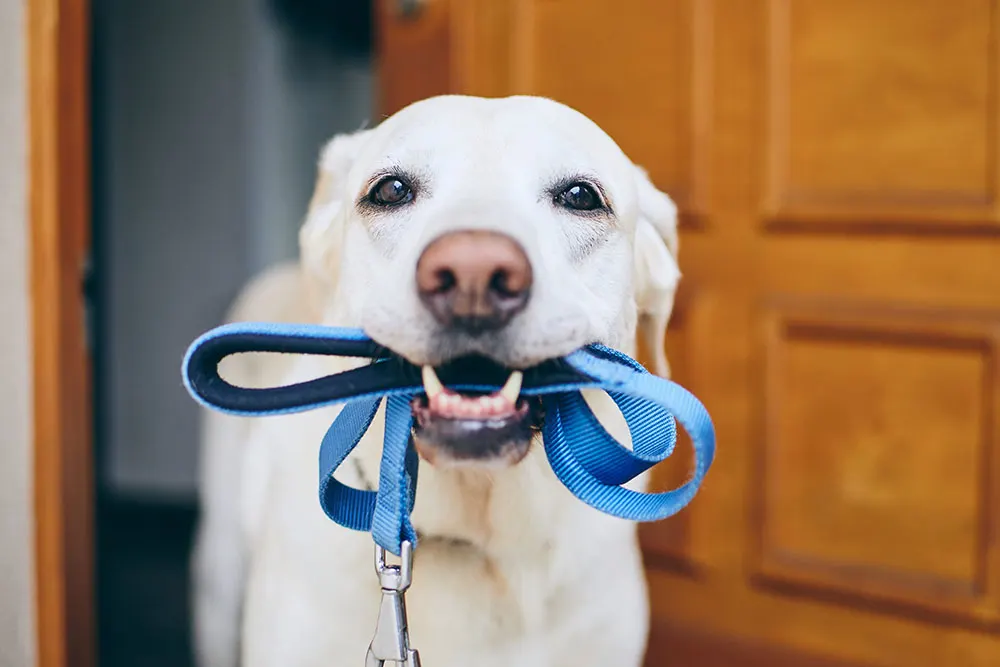 Canine Routines: Bringing Stability and Balance