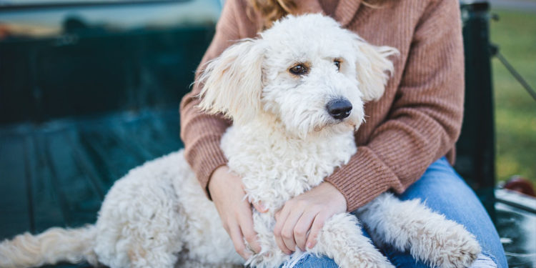 Decoding Canine Attachment Styles