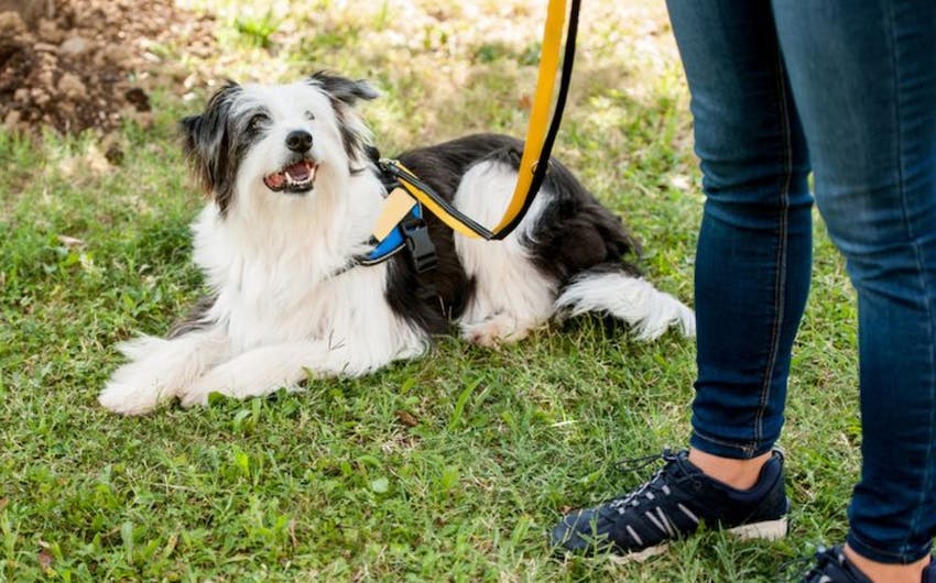 The Comfort of Routine in a Dog's Life