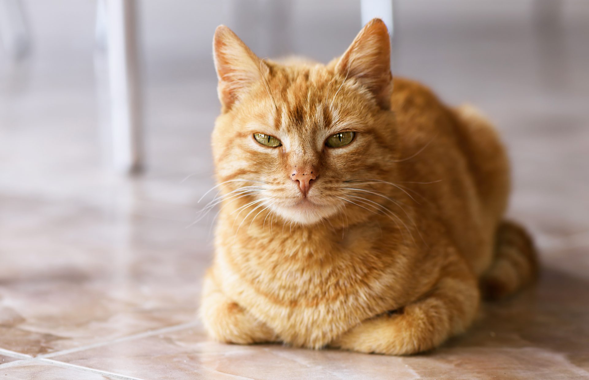 Cat Loaf Position: The Adorable Feline Pose