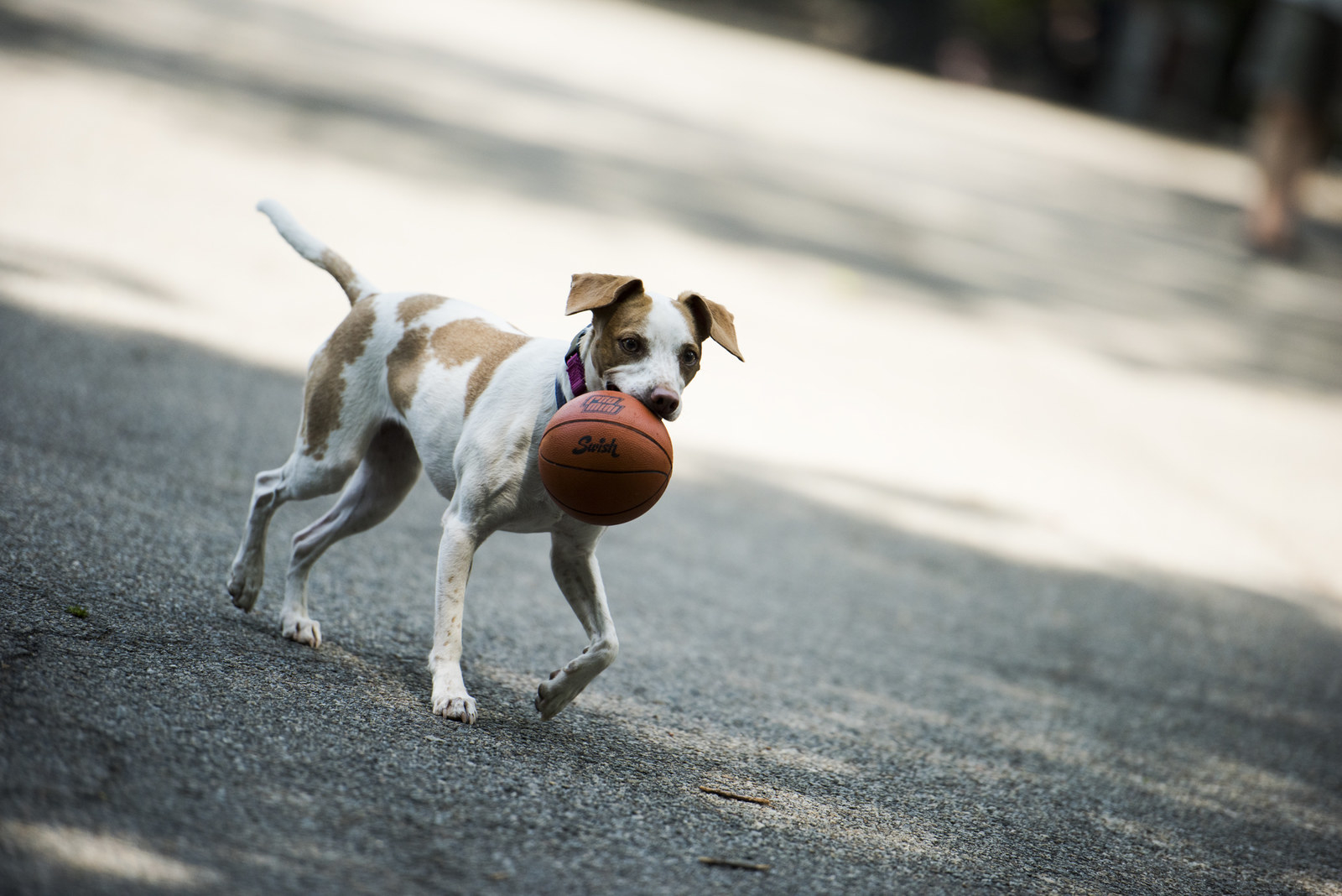 Dogs dribbling basketballs in a playful manner.