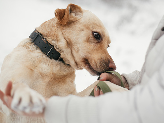 Dogs' Empathetic Response to Crying