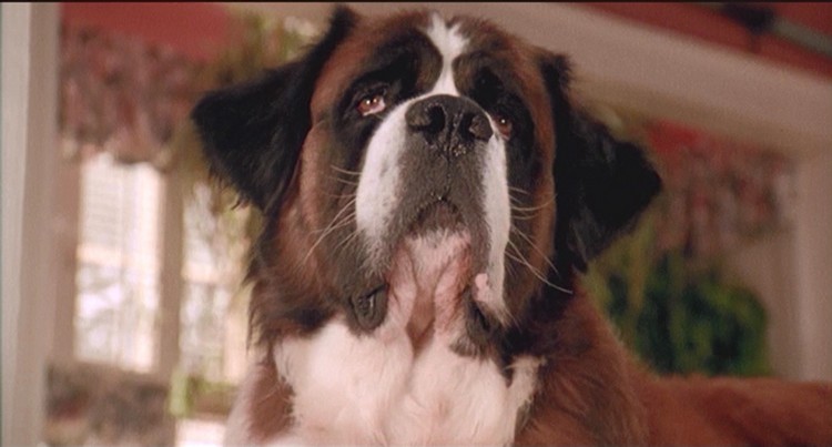 A Tapestry of Terrier Energy and Home Delights in "Beethoven" (1992)