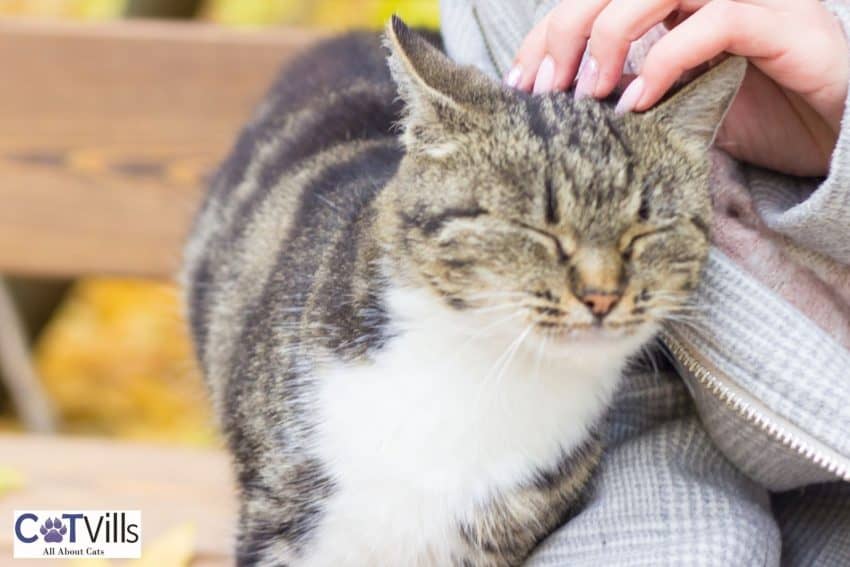 Chin Rubs: Expressions of Feline Affection