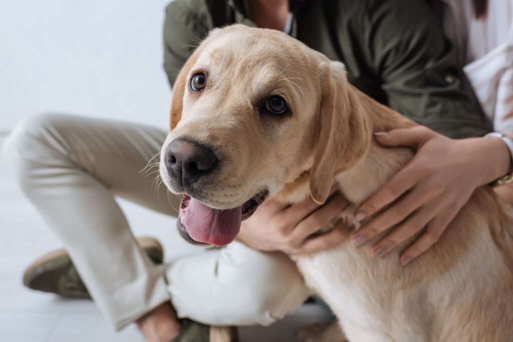 The Healing Powers of Dogs