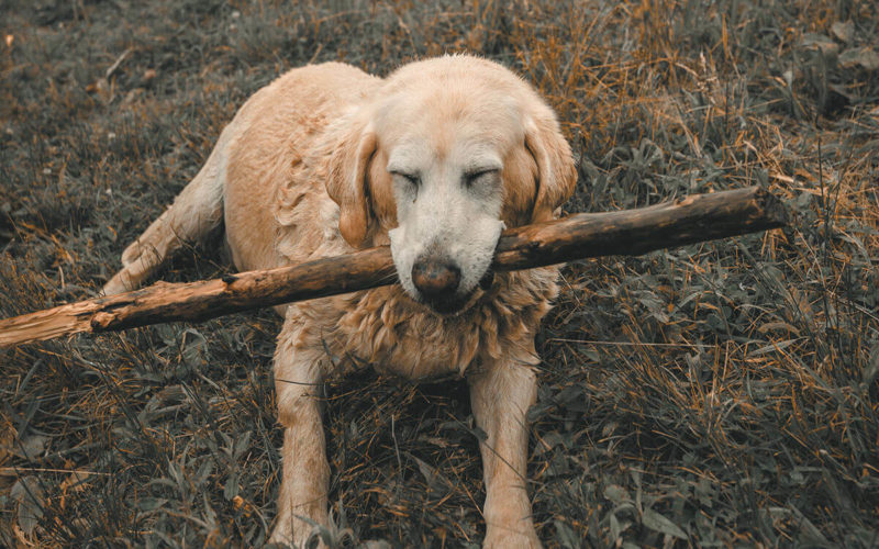 Canine Comfort: Petting for Stress Relief