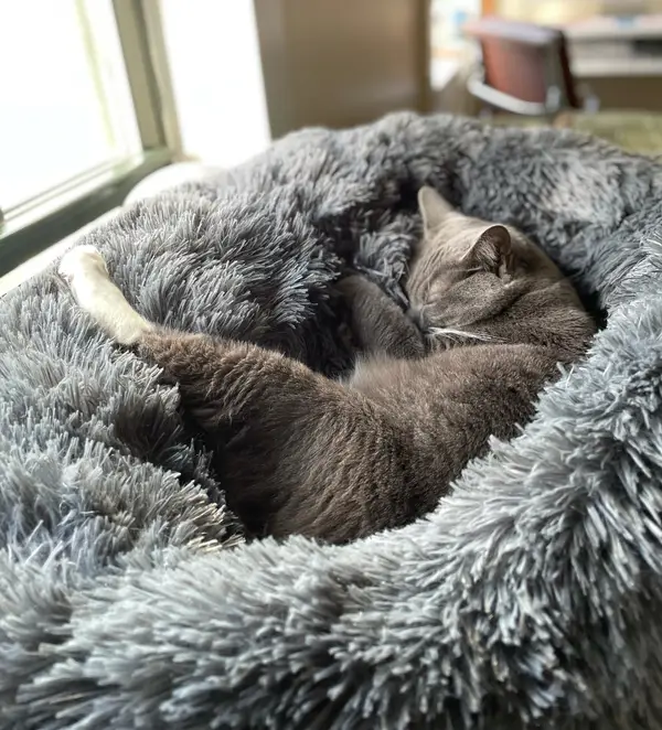 Feline Nap Mastery: Cats' Cozy Resting Spots