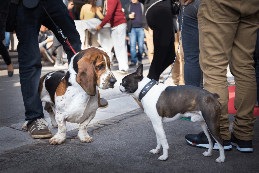 Canine Connectors: Dogs as Social Bridge Builders