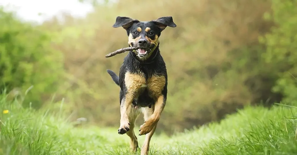 Canine Playtime: Structured Activities for Restlessness