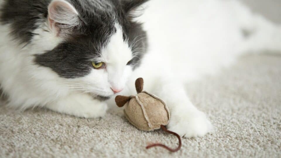 Cat's Token of Affection: Gifting Behavior