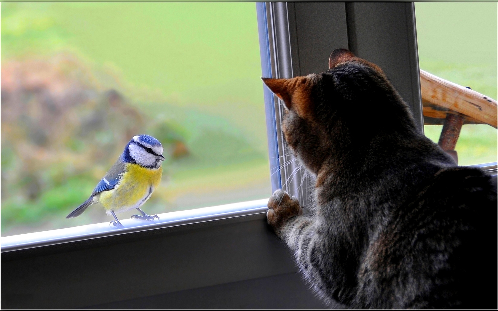 Cat's Bird-Watching Fascination