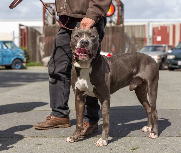 Canine Guardians: Dogs and Sense of Security