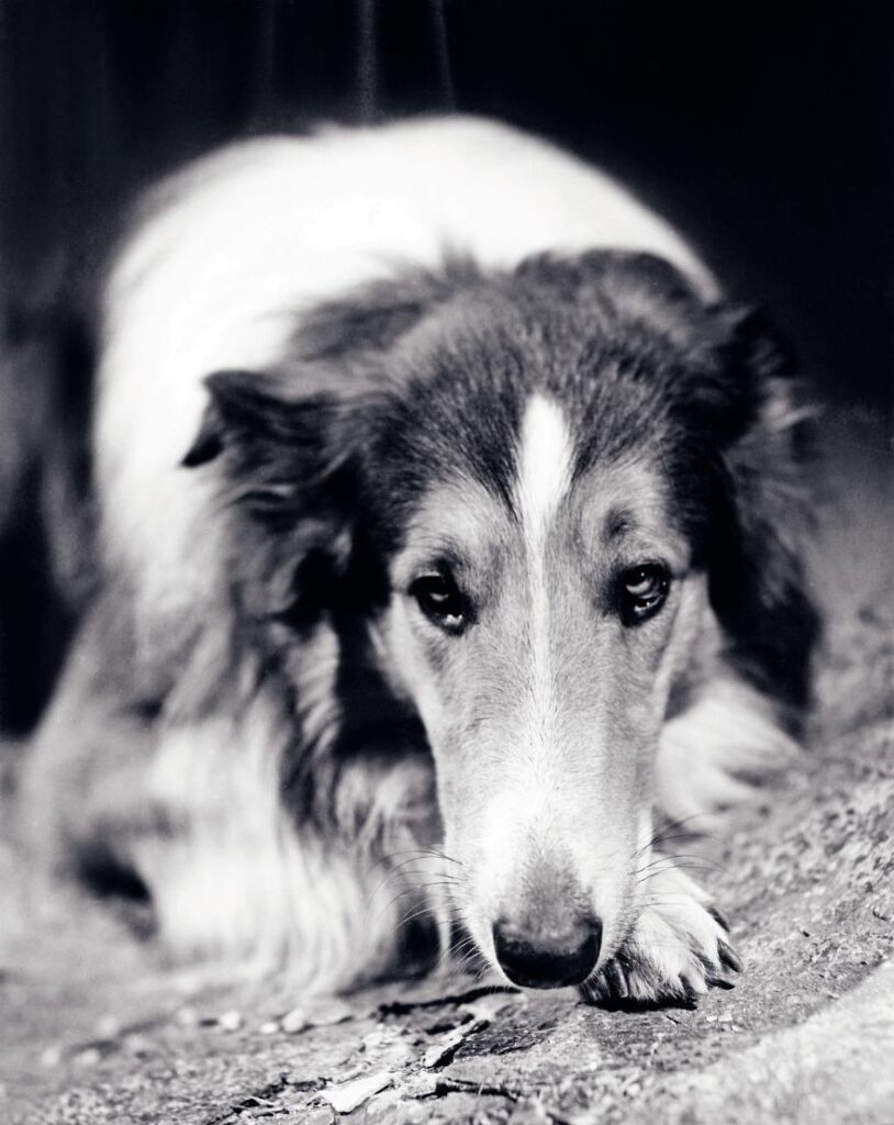 Lassie's Legacy: Creating a Haven for Your Canine Companion