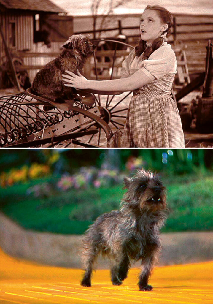 Pet Care Extravaganza in "The Wizard of Oz" (1939)