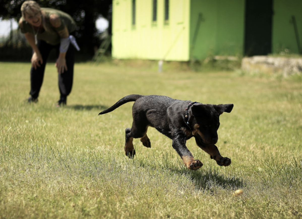 Dogs' excitement on a treasure hunt adventure.