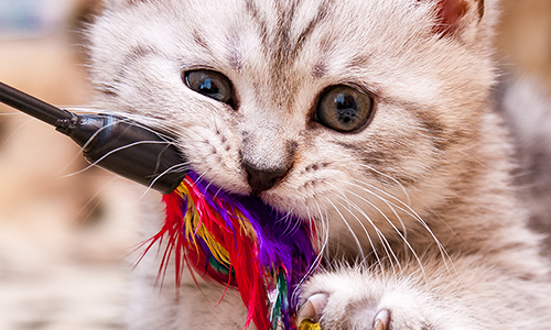 Crafting a Feather Wand for Feline Enchantment