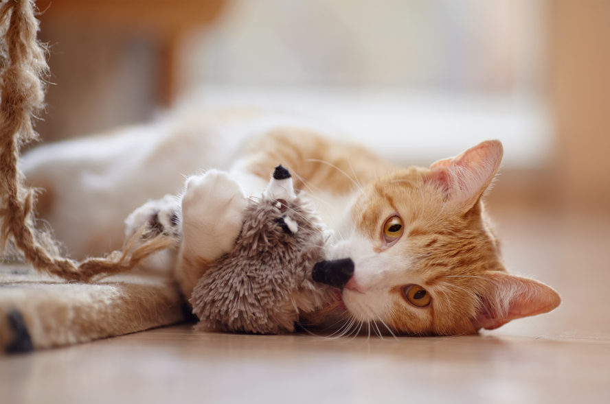 String Box Puzzle: Engaging Feline Play