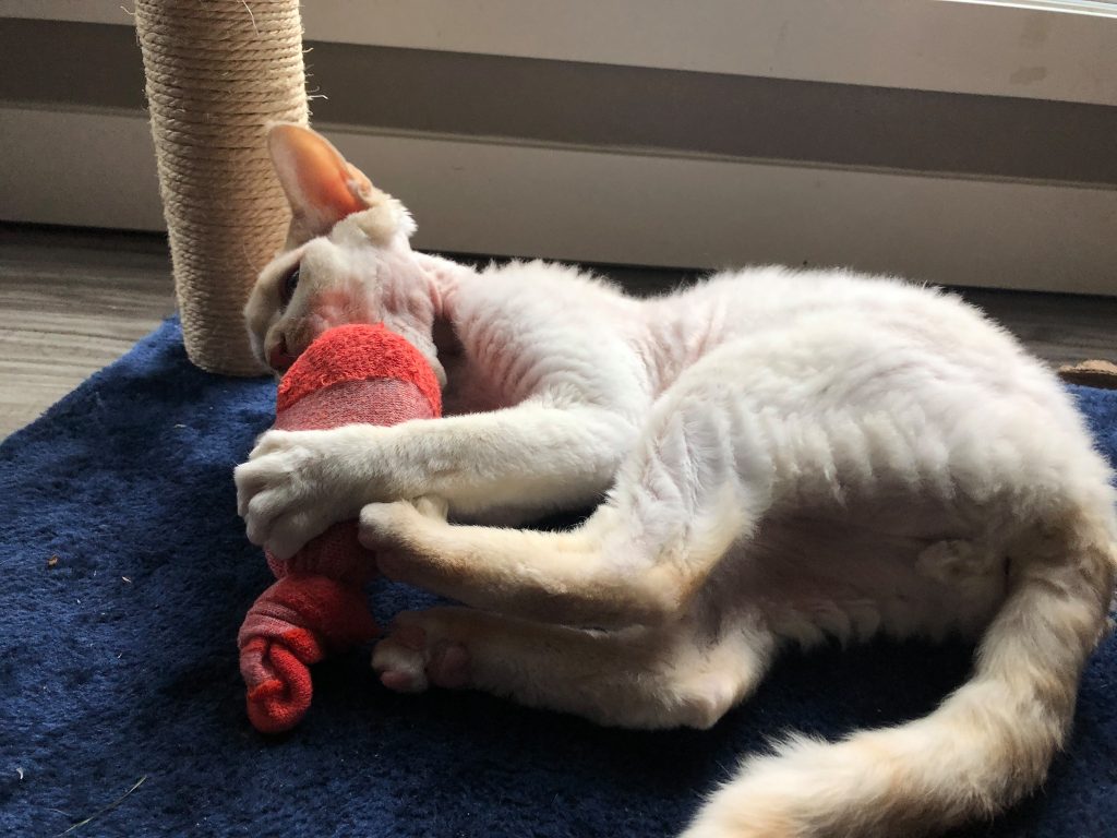 Catnip-Infused Sock Ball: Feline Sensory Toy