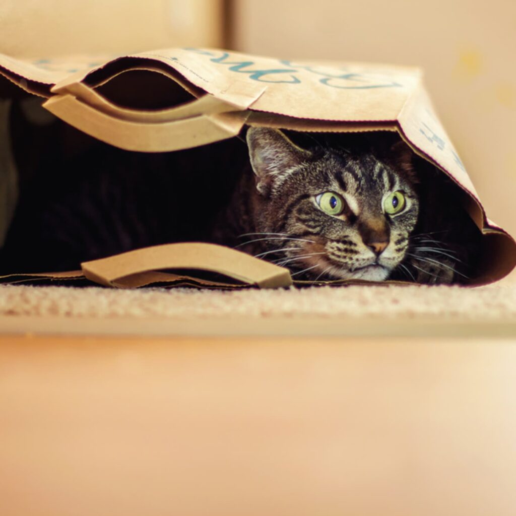 Crinkly Paper Cat Cave: Feline Comfort Haven