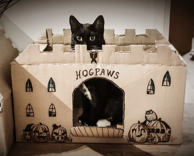 Crafting a Feline Wonderland: The Cardboard Castle