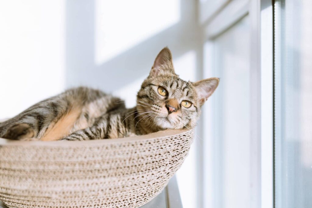 Mini Fabric Hammock: Feline Relaxation Haven