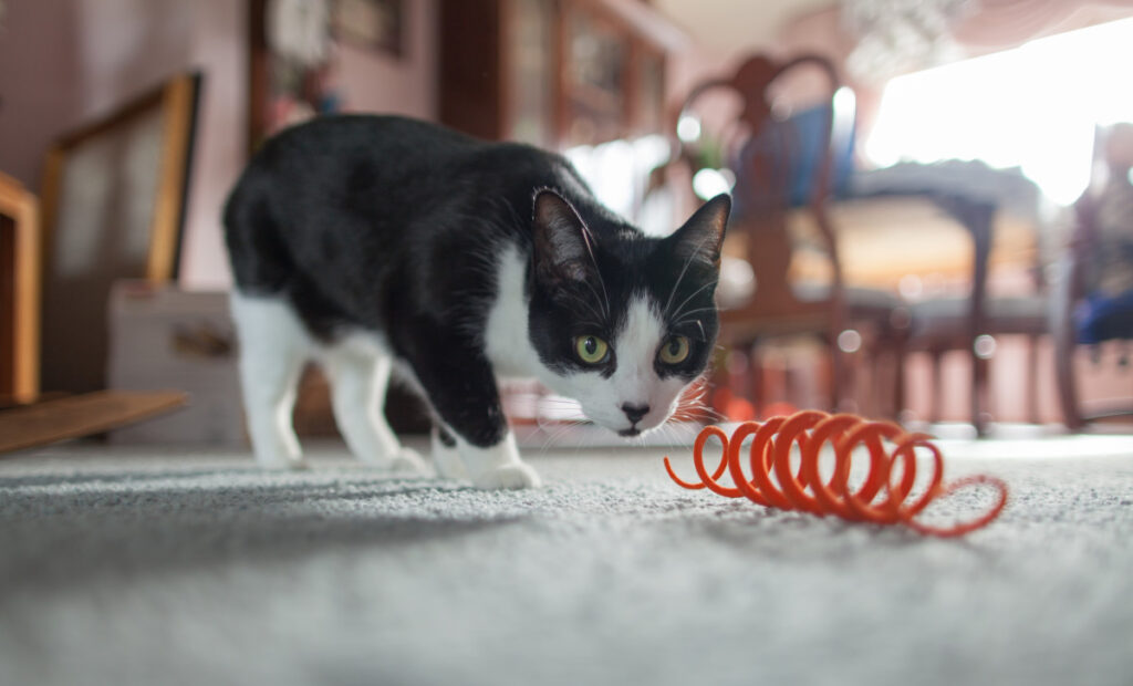 Bottle Cap Rattle: Cat Play Sensation