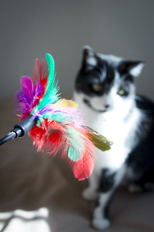 Homemade Feather Duster Toy for Cats