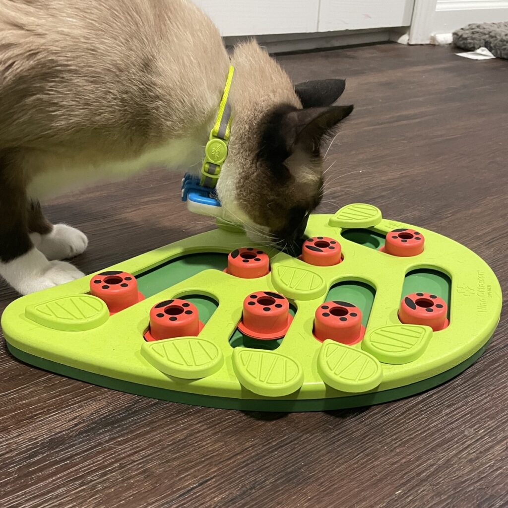 Toilet Paper Roll Treat Puzzle: A Feline Enrichment Activity