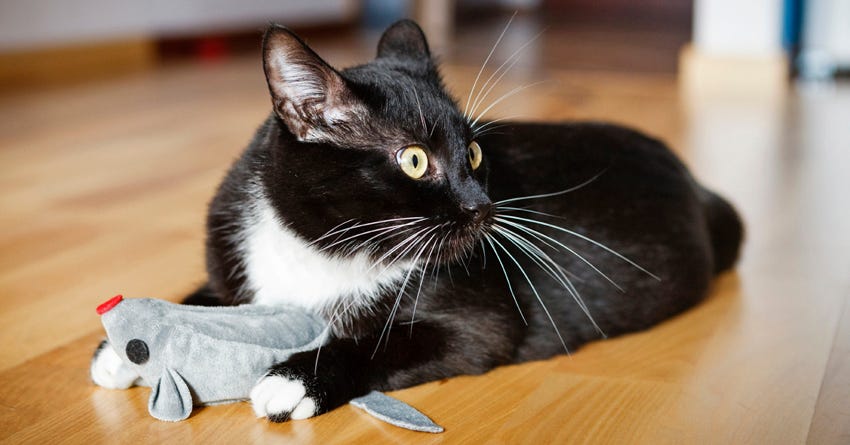 Catnip Sock Mice: Whimsical Feline Playmates