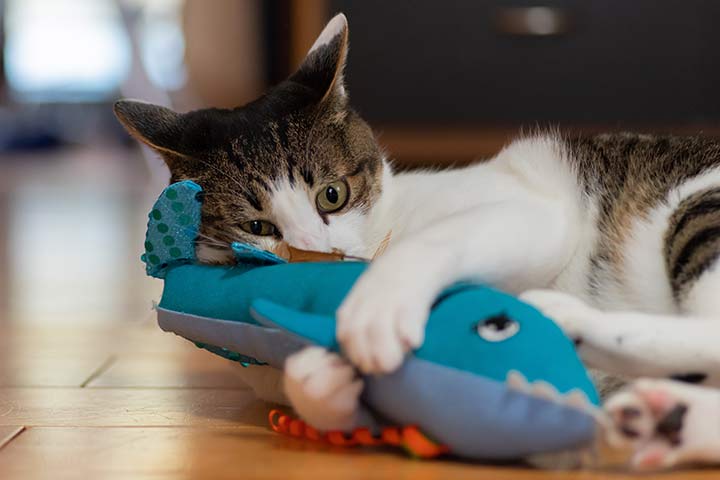 Catnip-Infused Sock Fish: Creative Feline Playmates