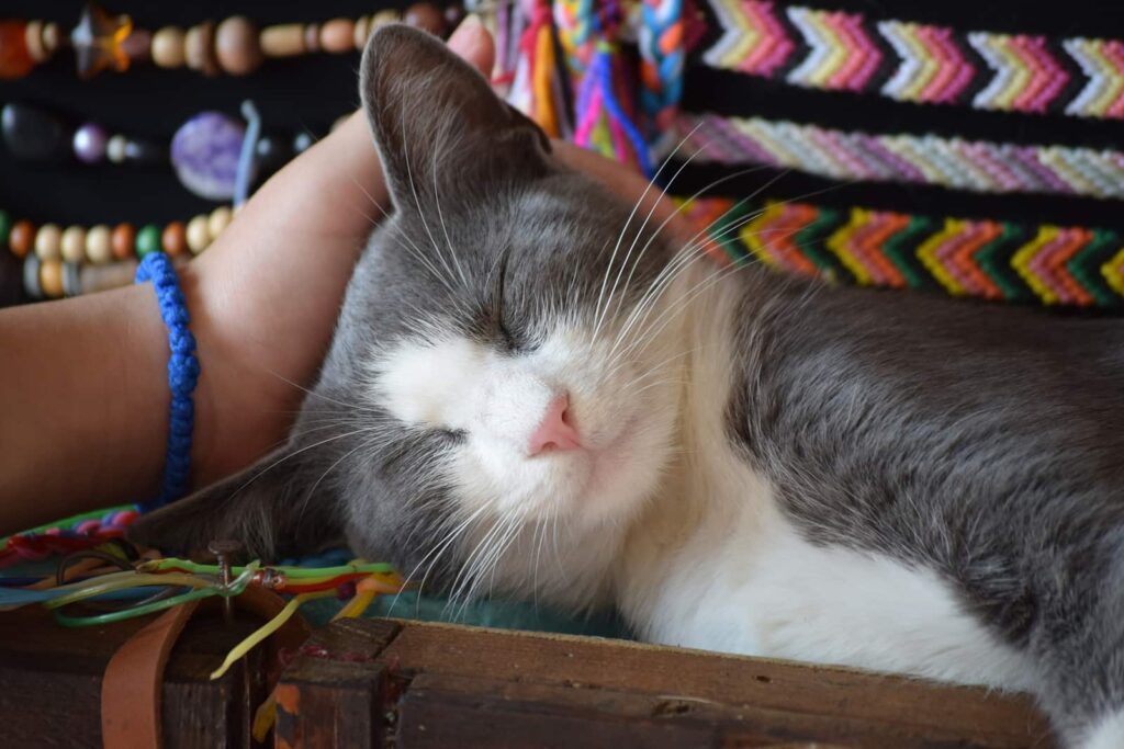 Captivating Diversity in Feline Companionship