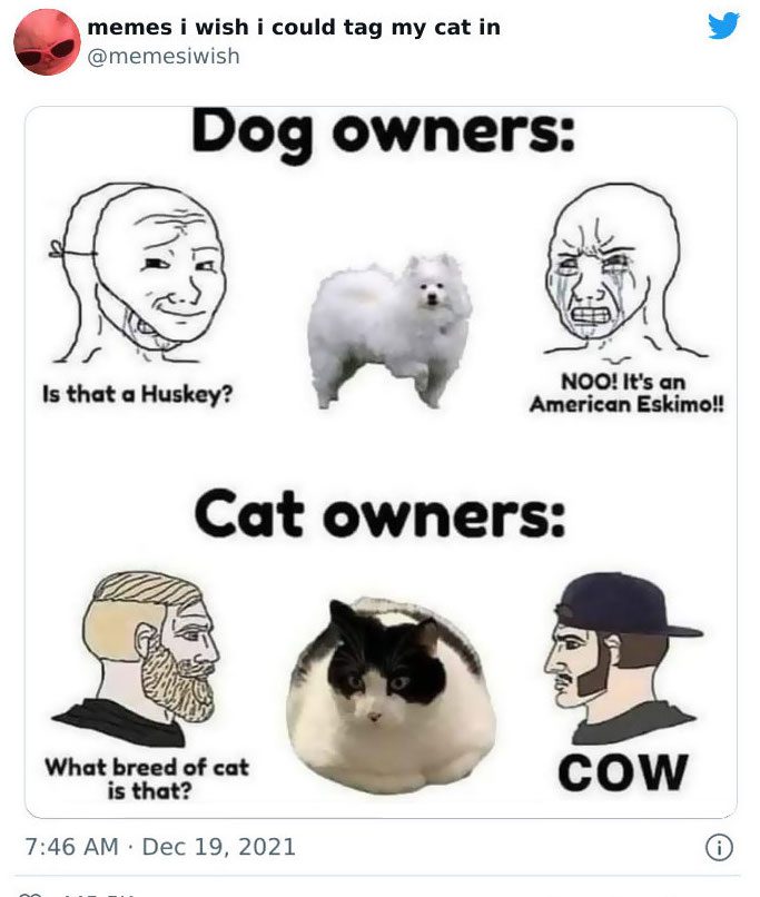 Meme humorously designating a cat's breed as "cow.